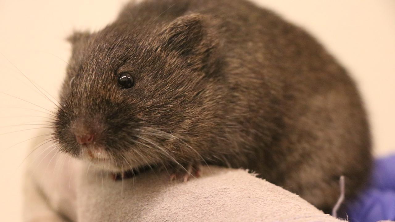 Amargosa vole