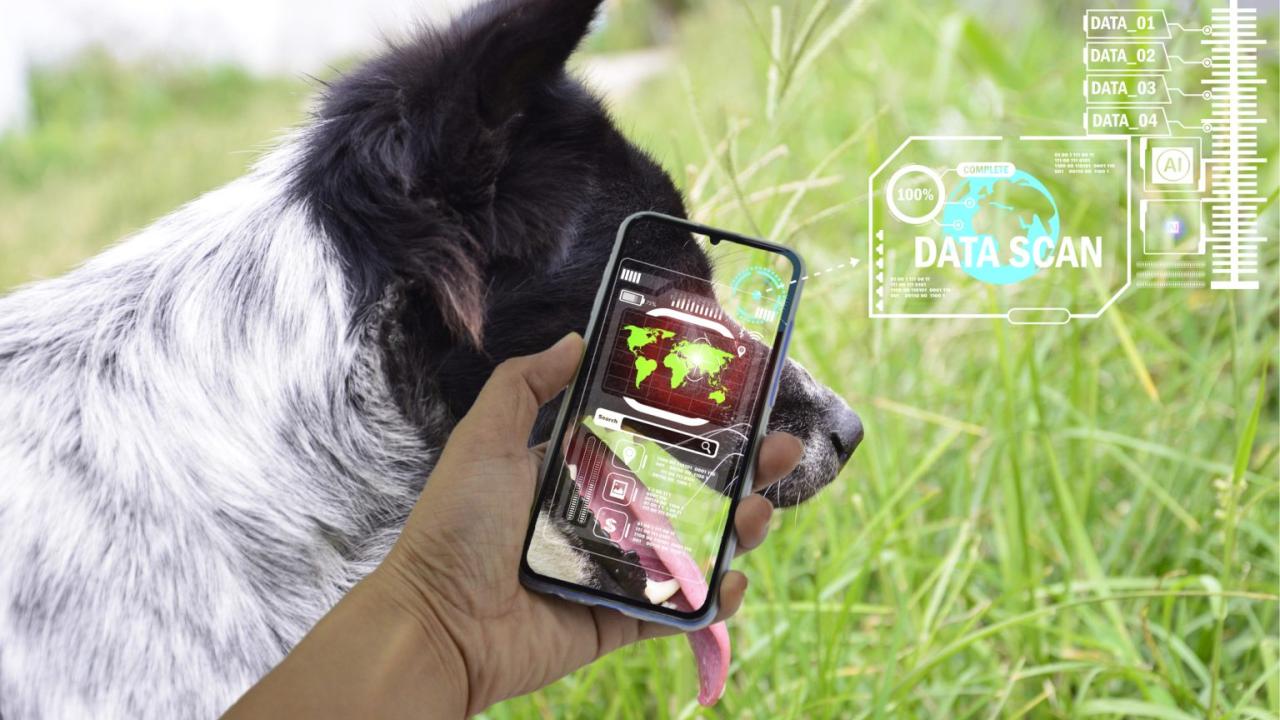 image of dog and human hand holding phone analyzing data from the dog