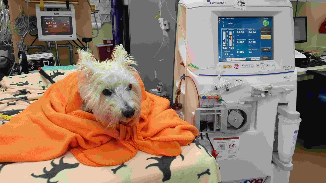 dog getting hemodialysis treatment at UC Davis veterinary hospital