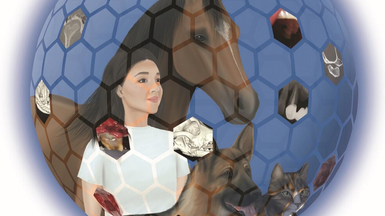 graphic of person, horse, dog, cat