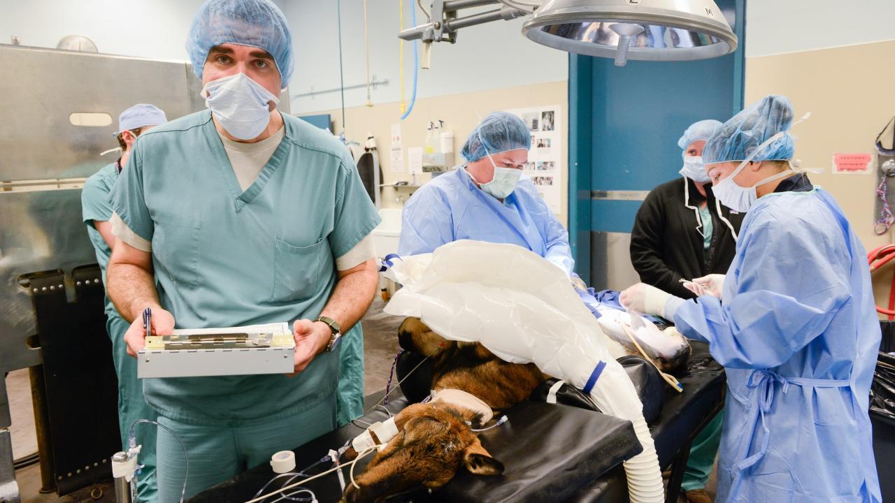 anesthesiologists in the operating room at the UC Davis veterinary hospital