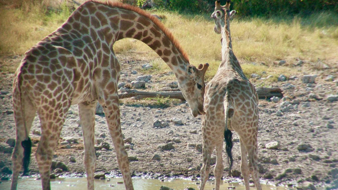 giraffes at a watering hole