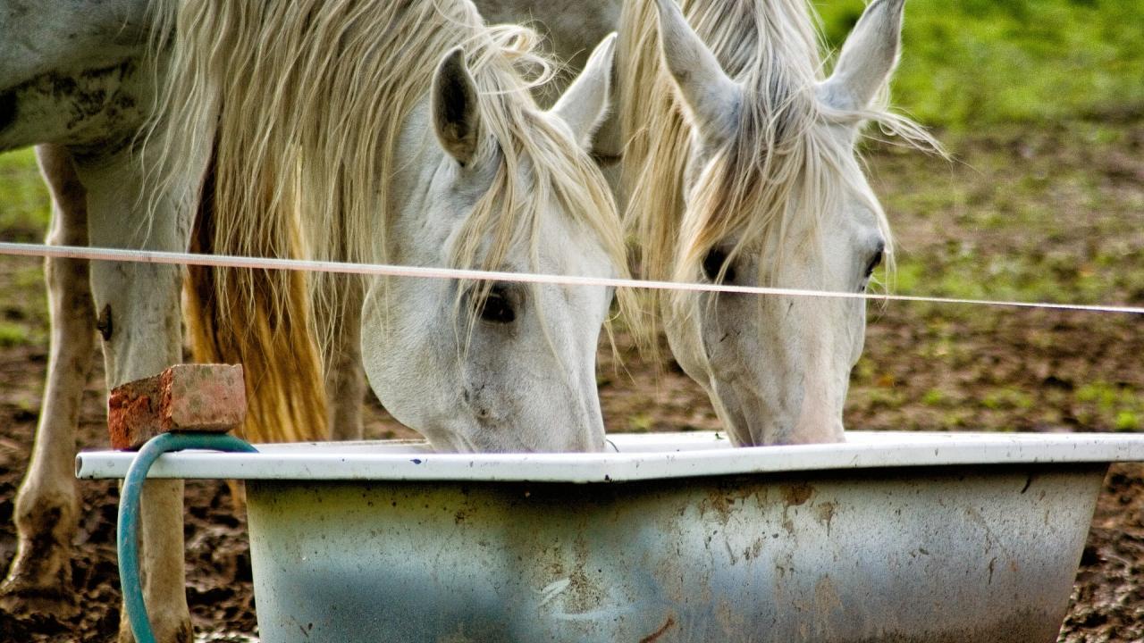 two horses drinking from same trough