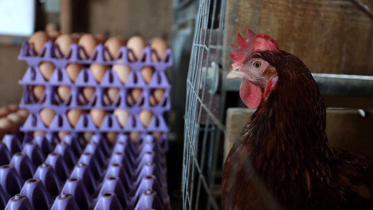 commercial eggs with a hen