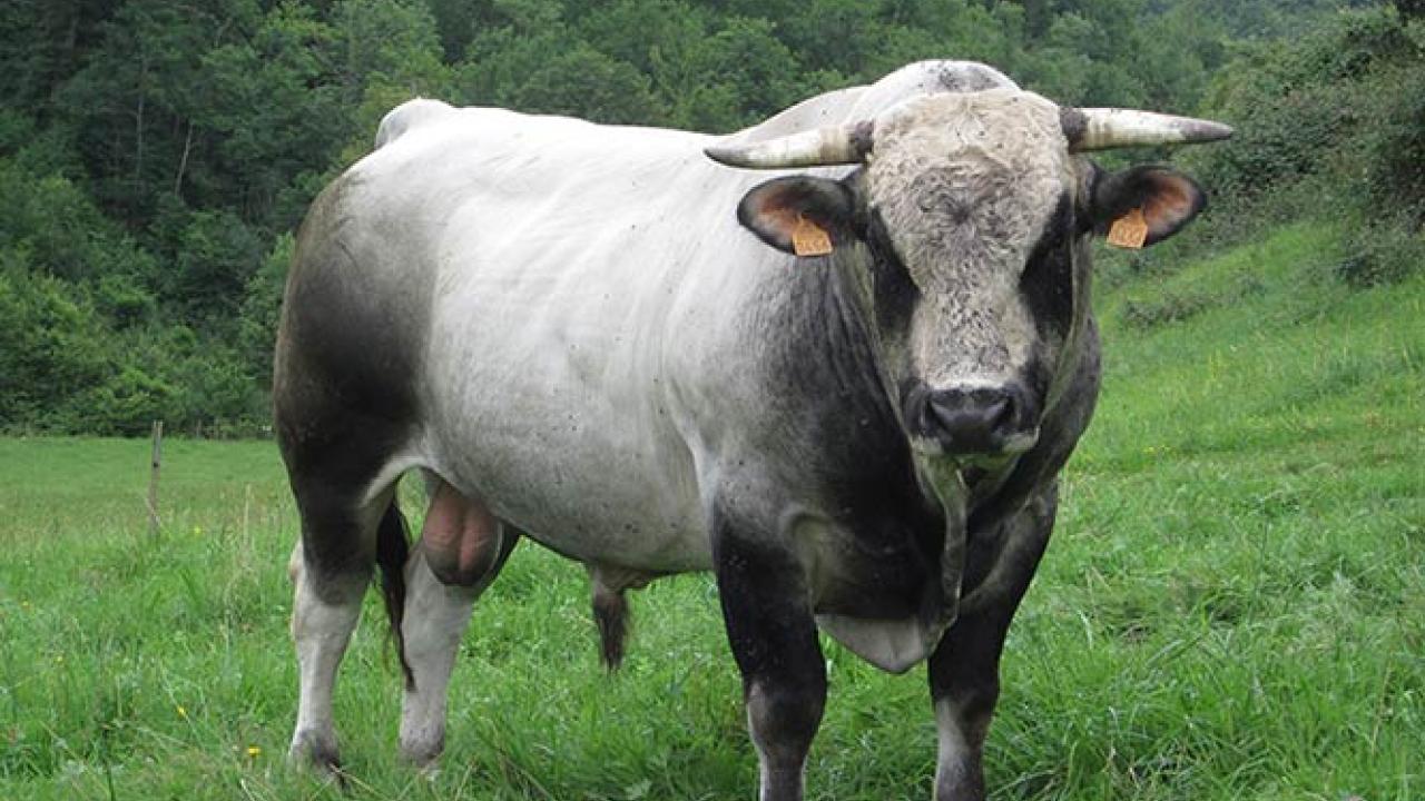 School of Veterinary Medicine - UC Davis Helps Nevada Rancher Introduce