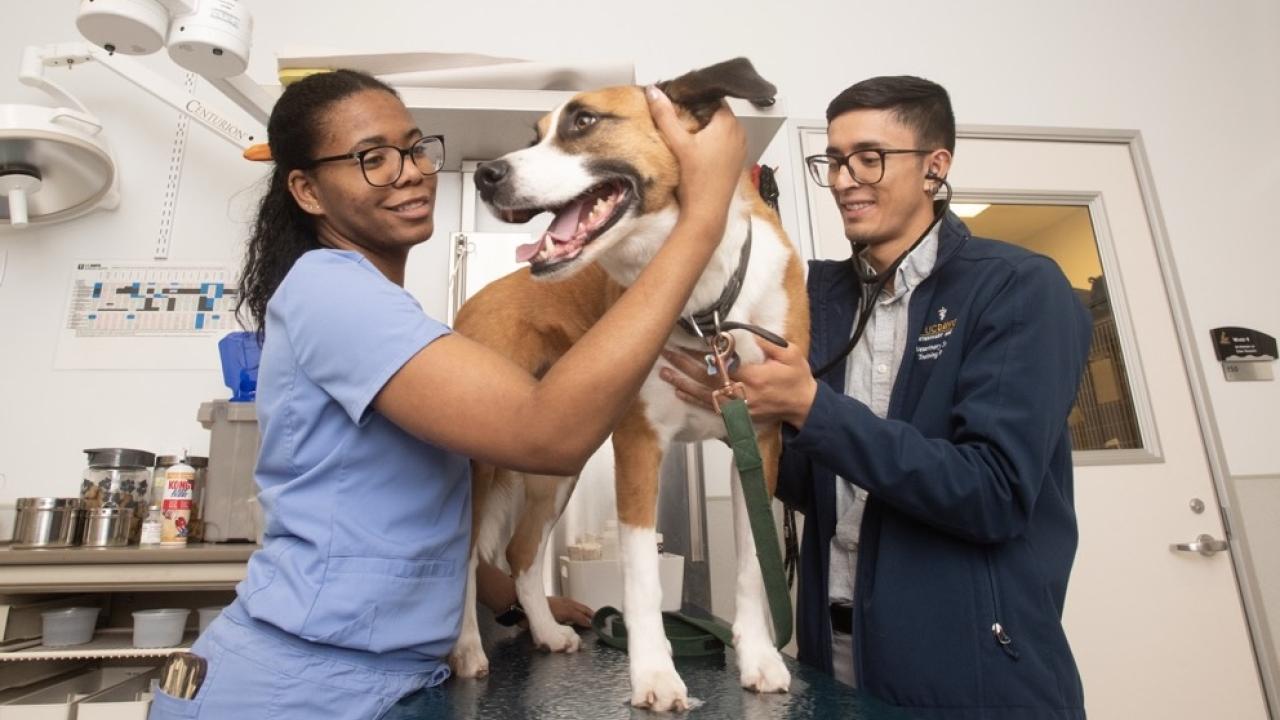 Cassia Hazel and Chase Garcia perform a health check on Beau the dog