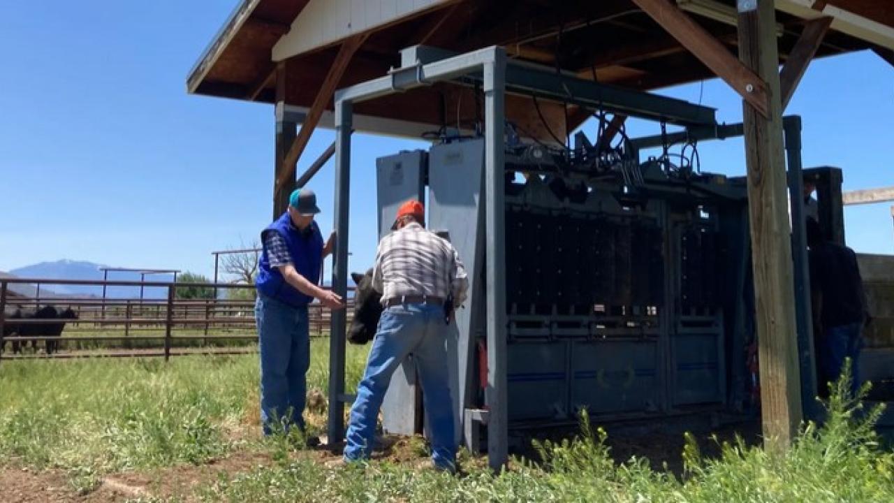 ranchers loading cattle in chute