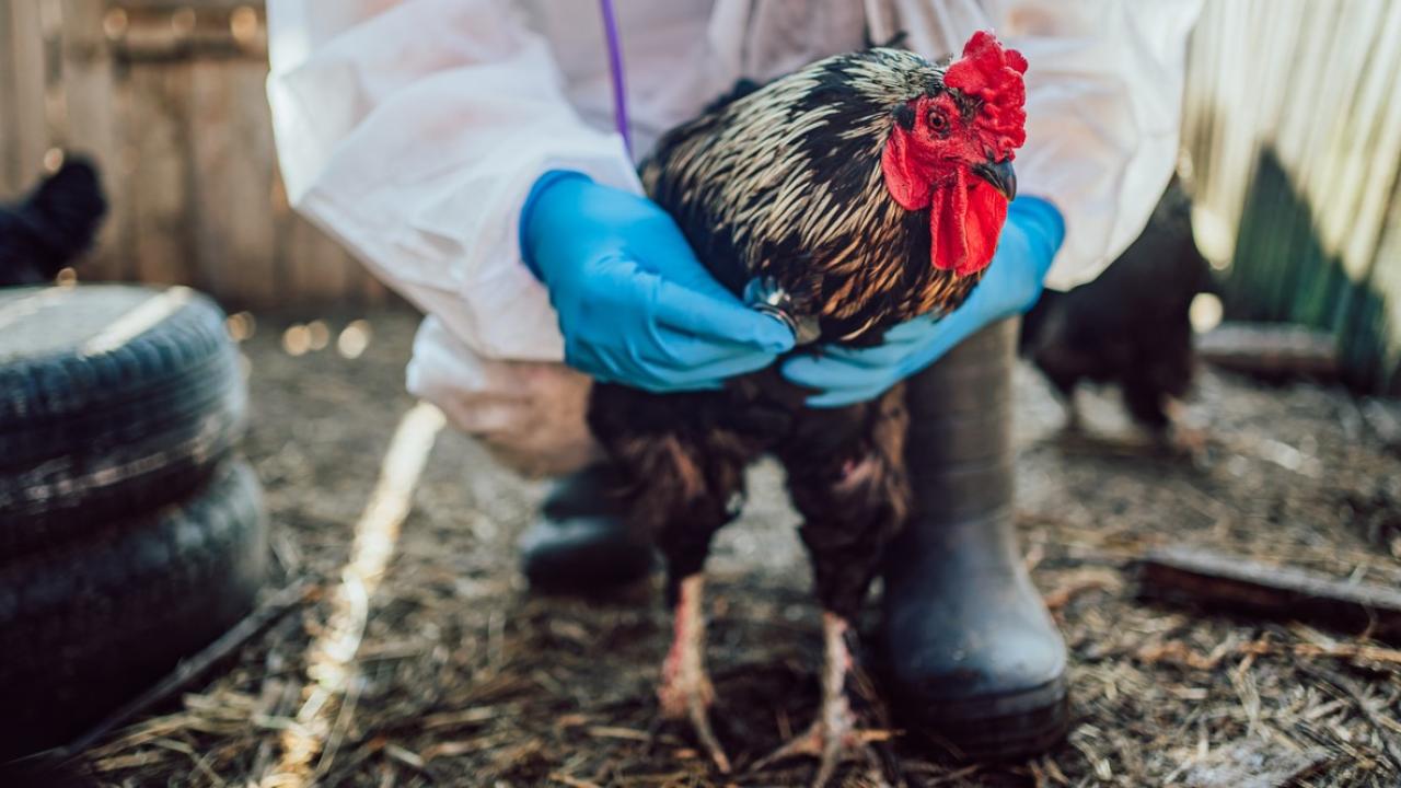 chicken