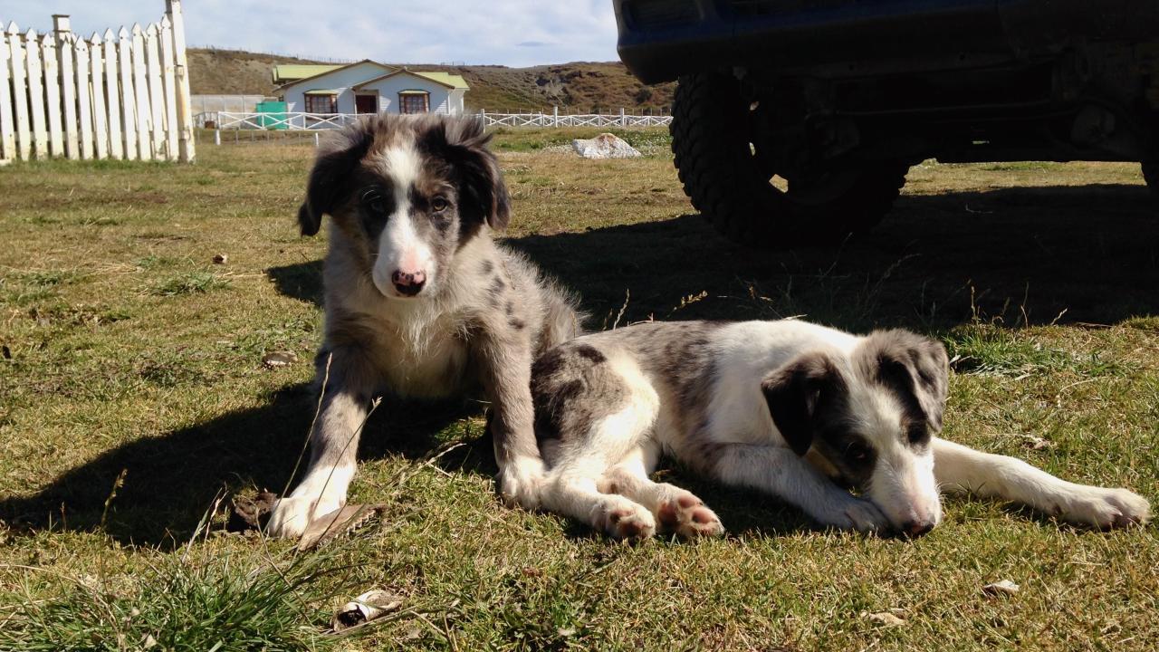 dogs lounging on grass