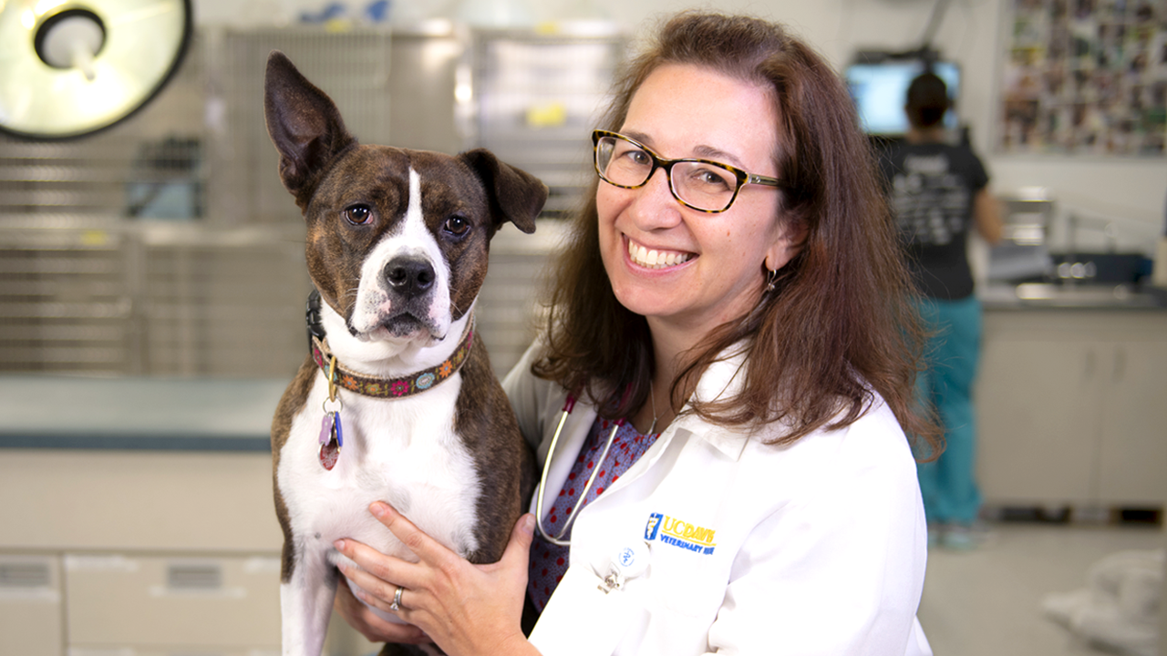 Primary care vet with a dog in the clinic.