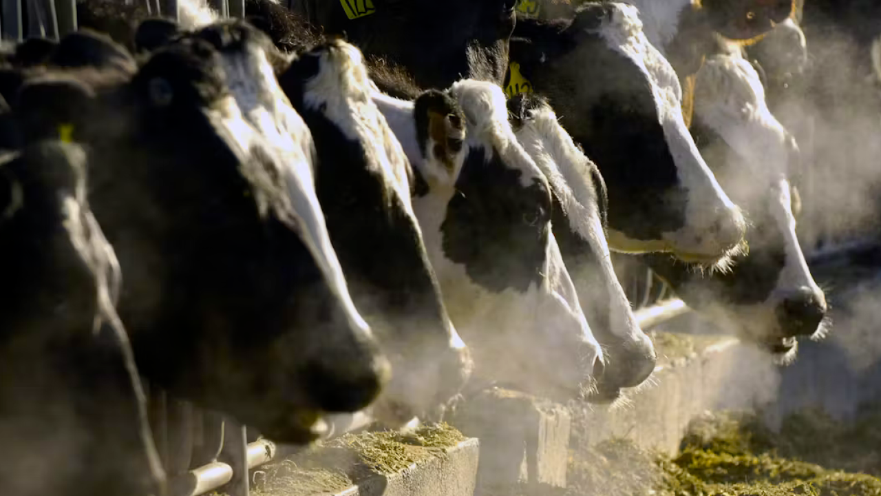 cows eating