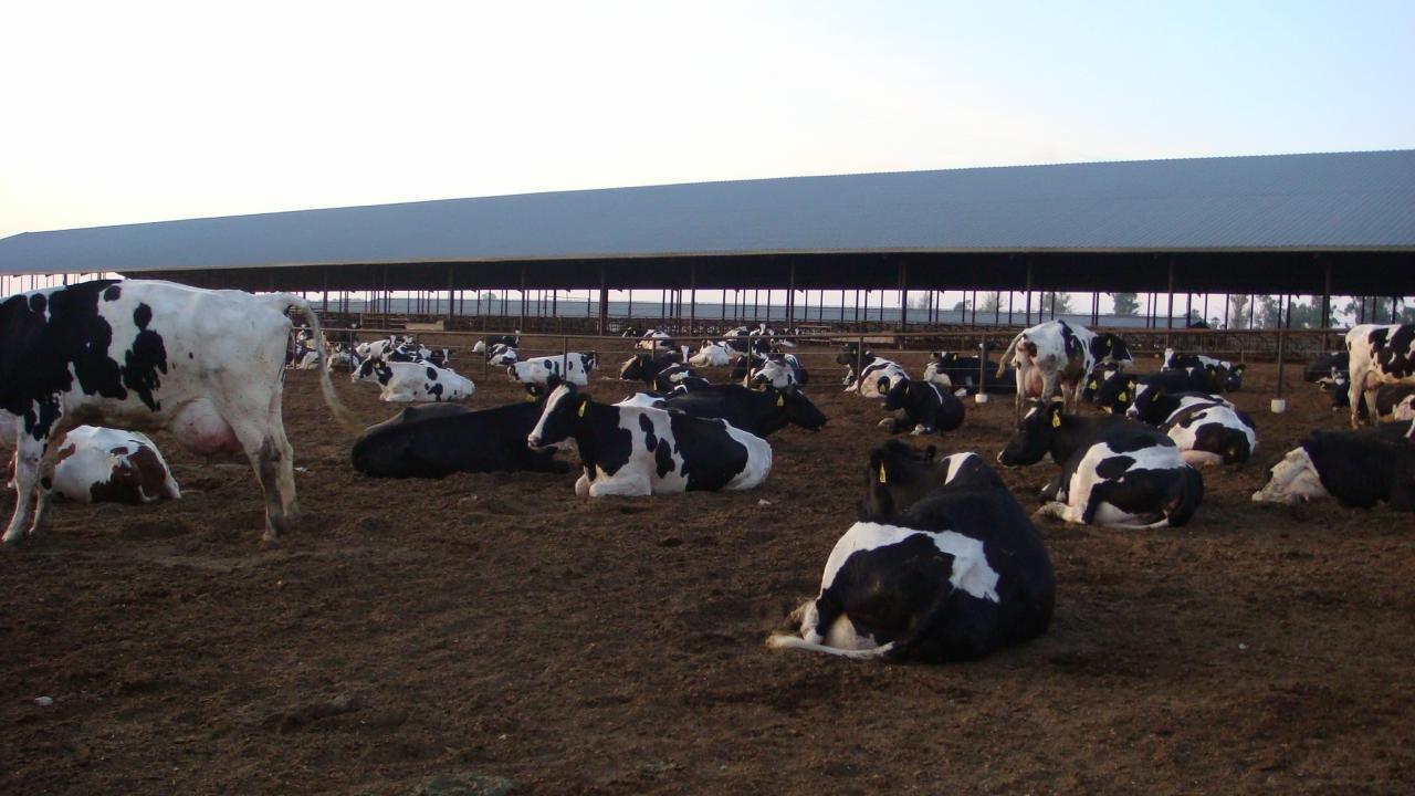 dairy cows