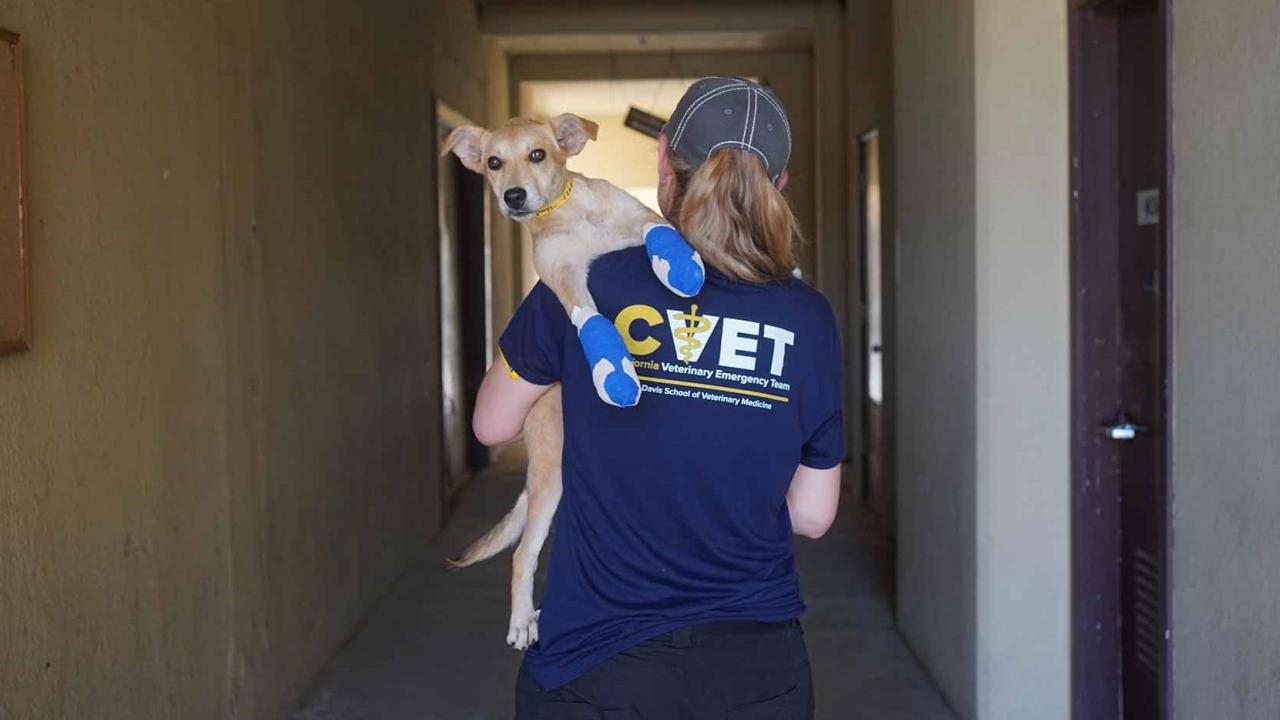 woman walking away from camera holding injured dog over her shoulder