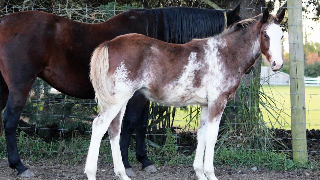 foal with mare