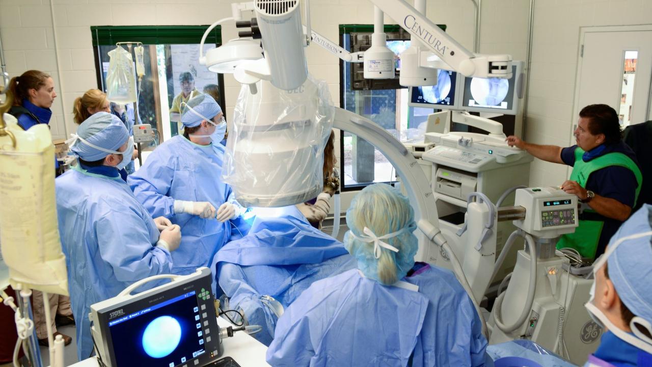 multiple people in surgery