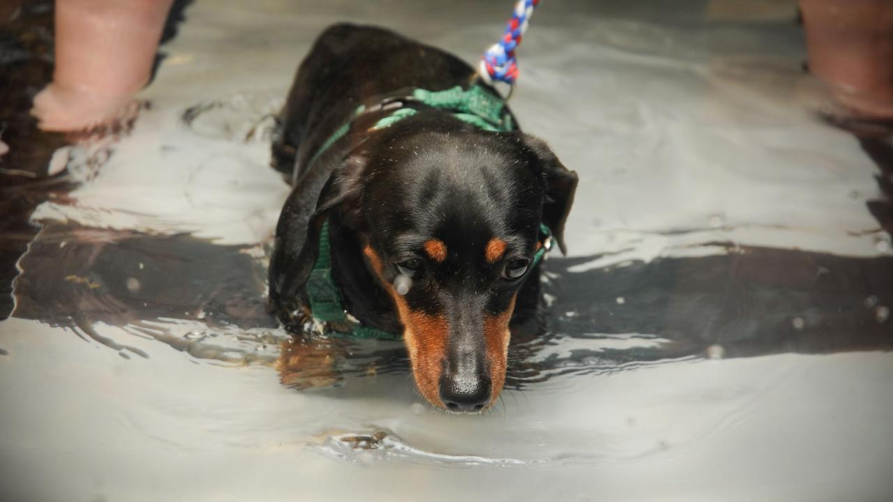 dog working out on underwater treadmill