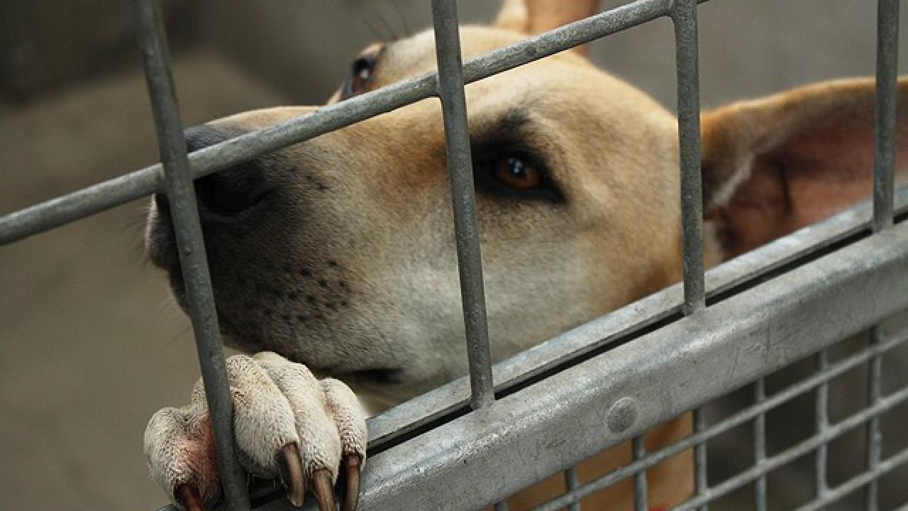 dog in shelter