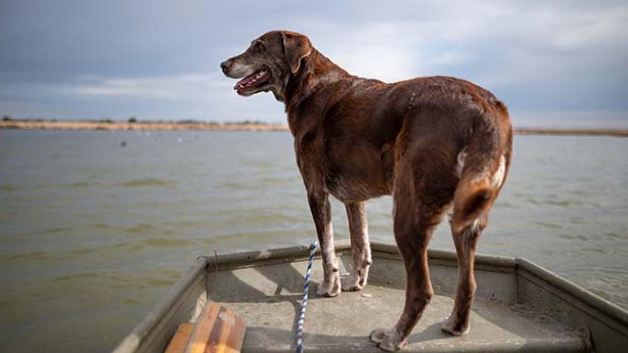 dog on boat