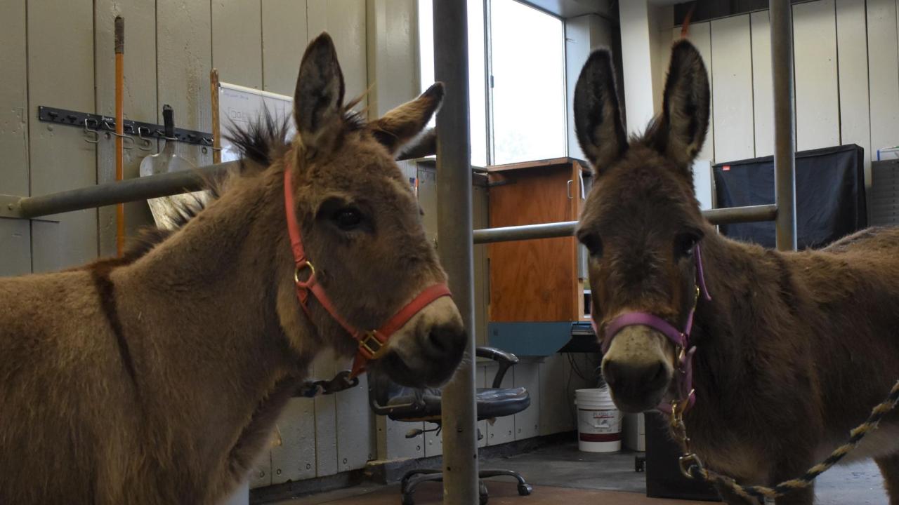 Donkeys Henry (left) and Bella (right) were recently treated at the UC Davis veterinary hospital's farrier shop.