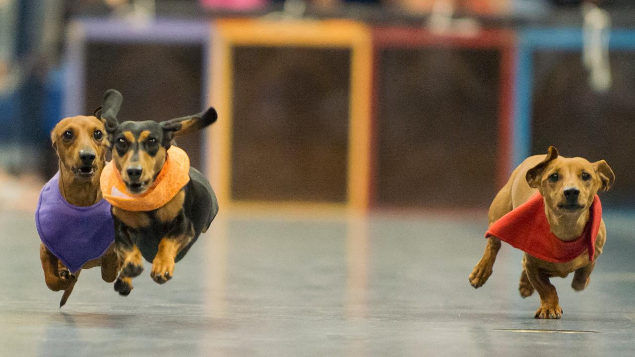 Doxie Derby race