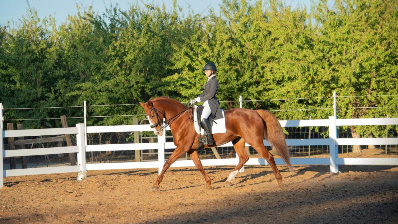 dressage rider on horse