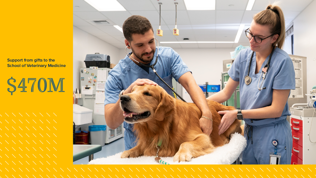 Two vets examine a dog in the emergency care unit