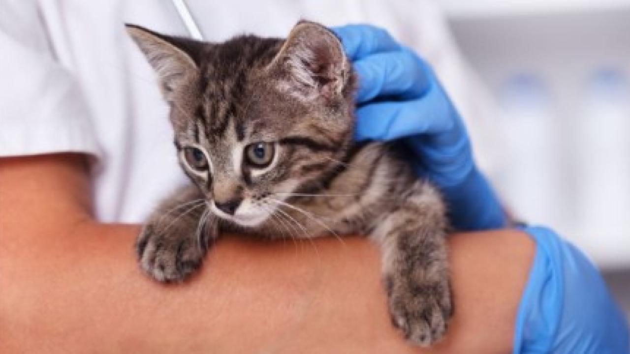 kitten being held by gloved hands of veterinarian