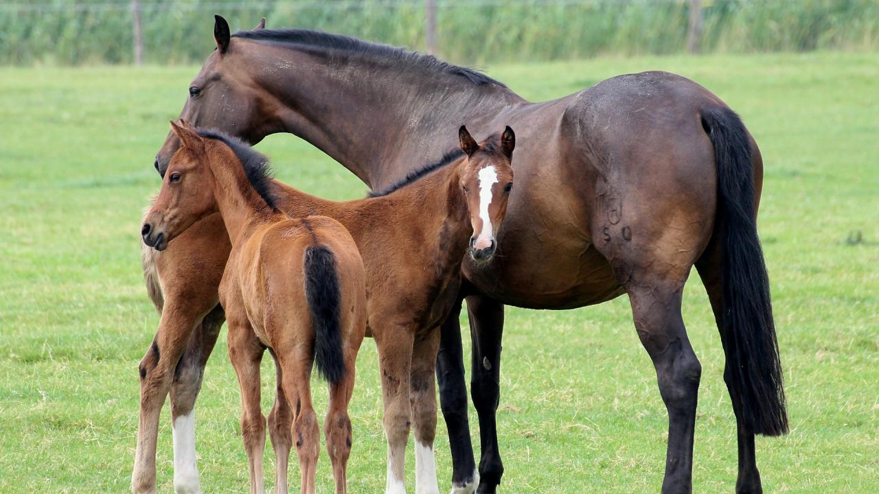 mare and foal