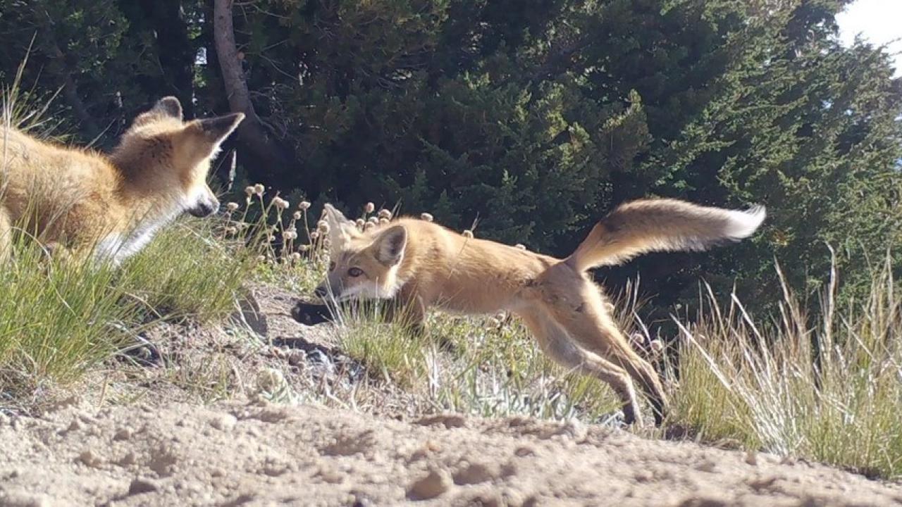 two foxes playing
