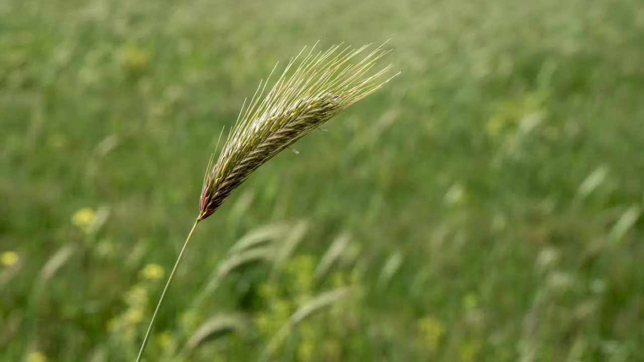 foxtail