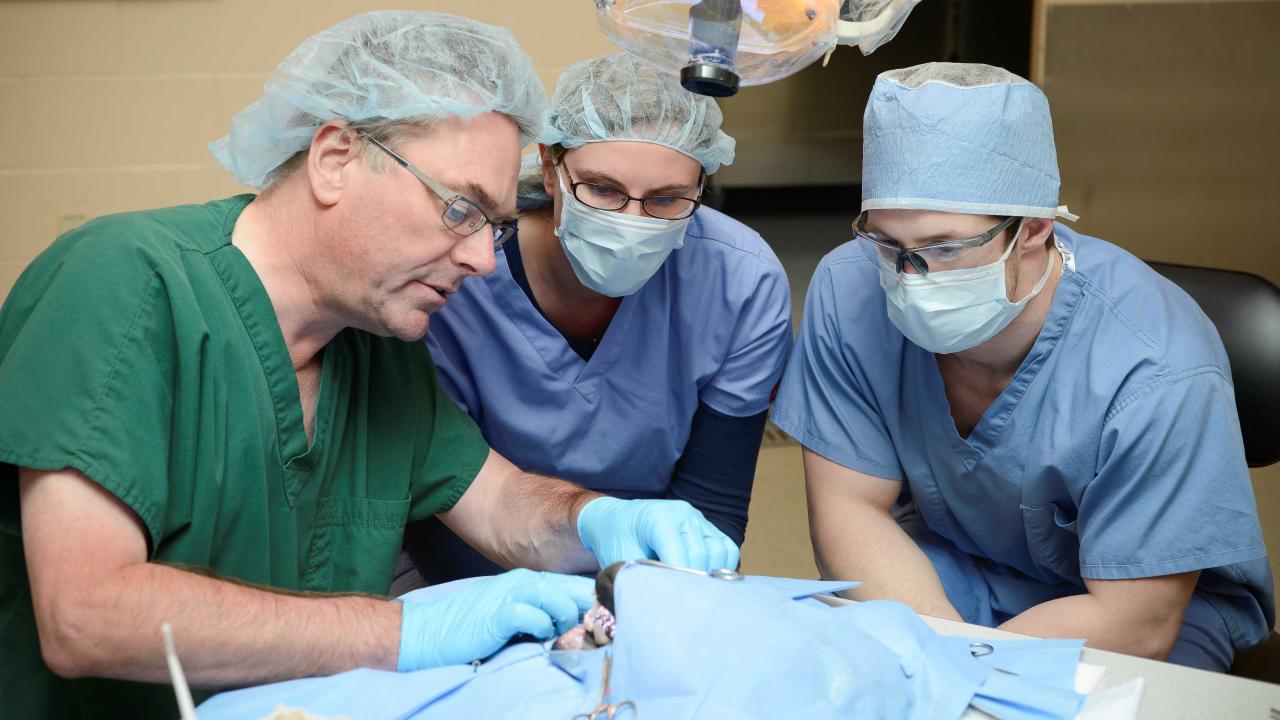 veterinary professor teaching two students