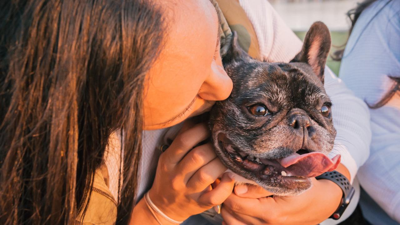 woman with french bulldog - human animal bond
