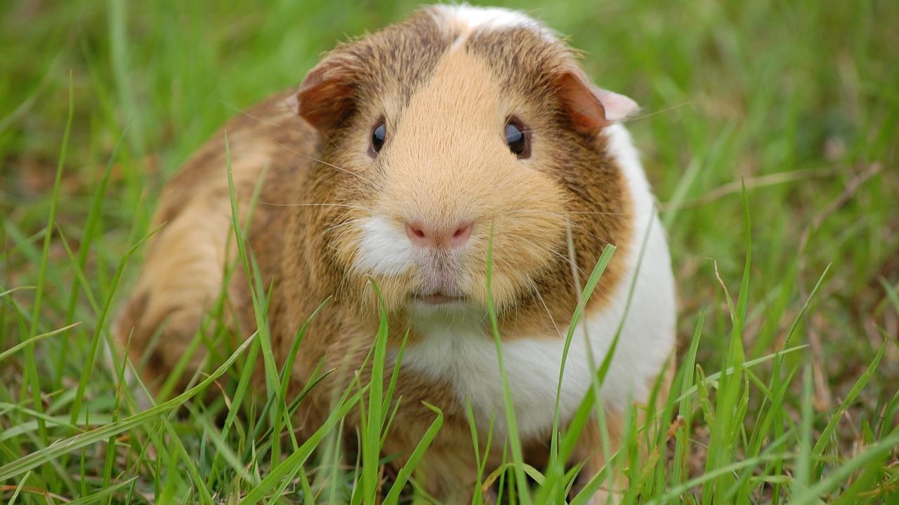 guinea pig