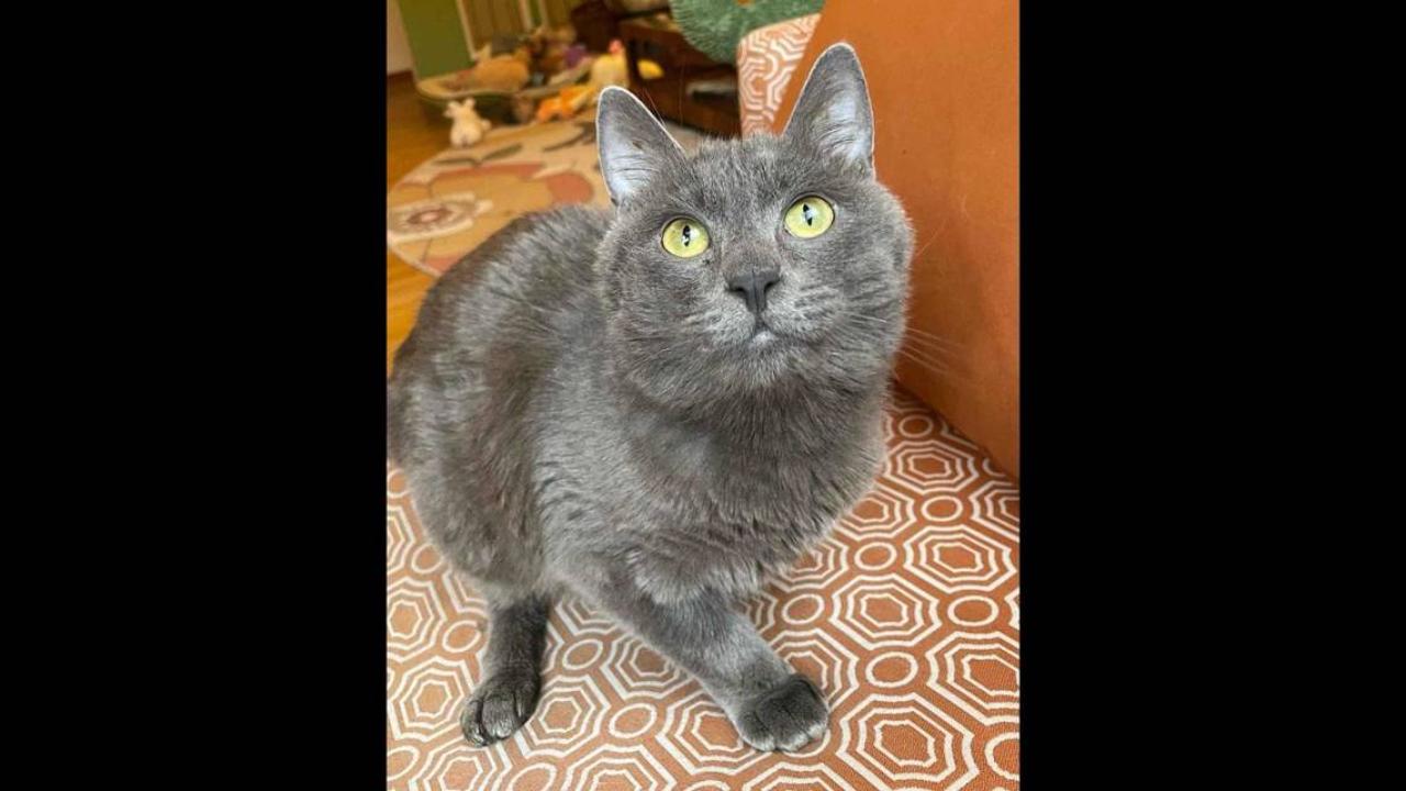 gray cat