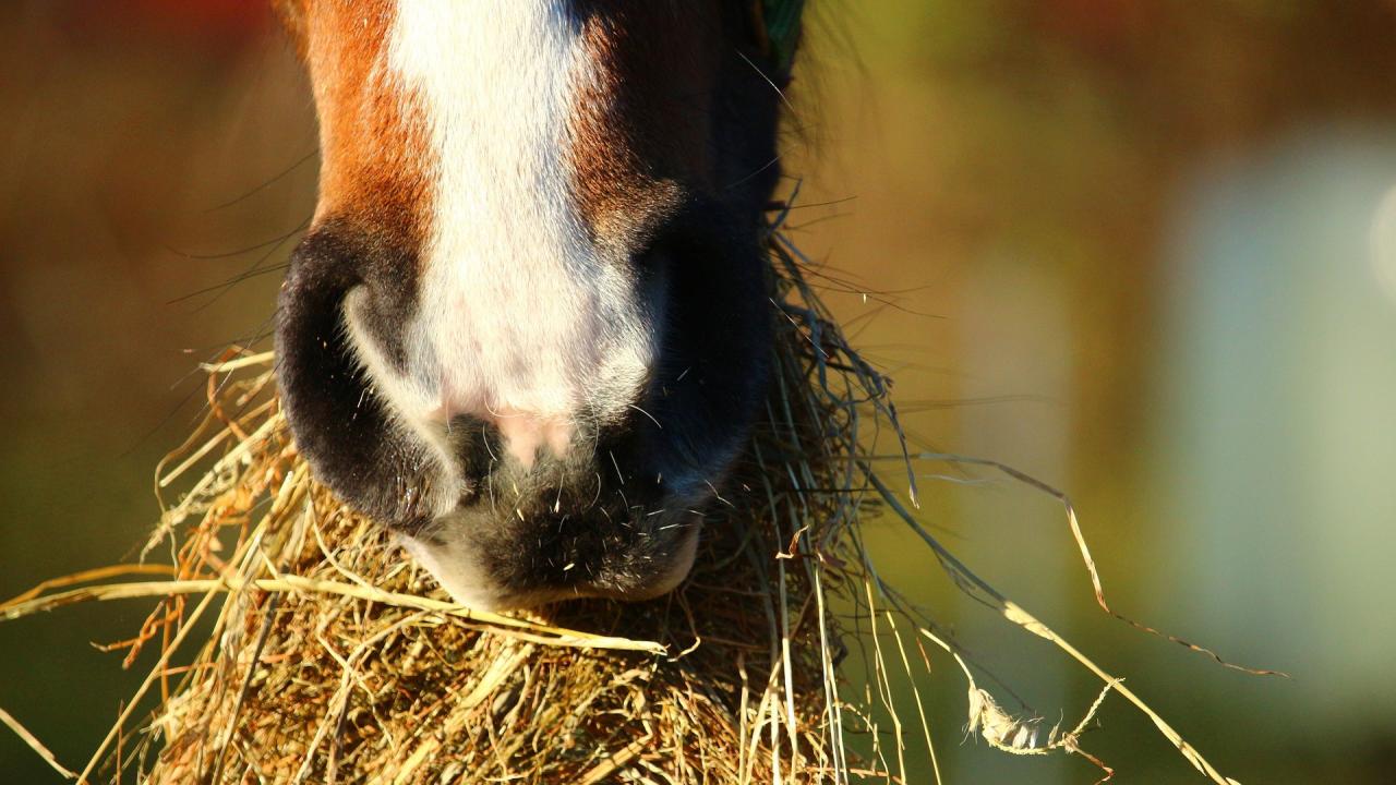 horse eating