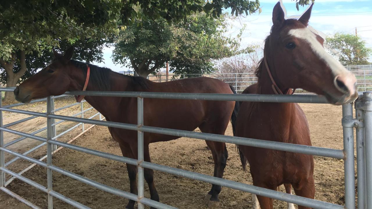 two horses by corral gate