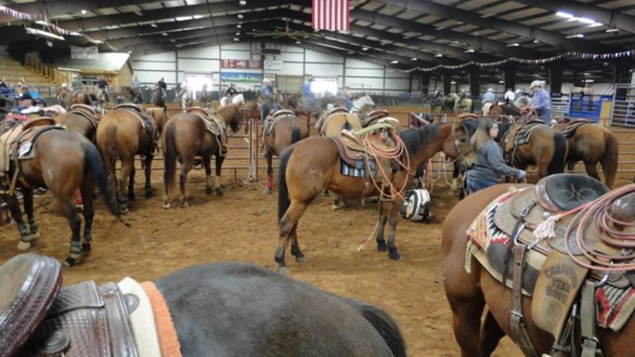 horses at show