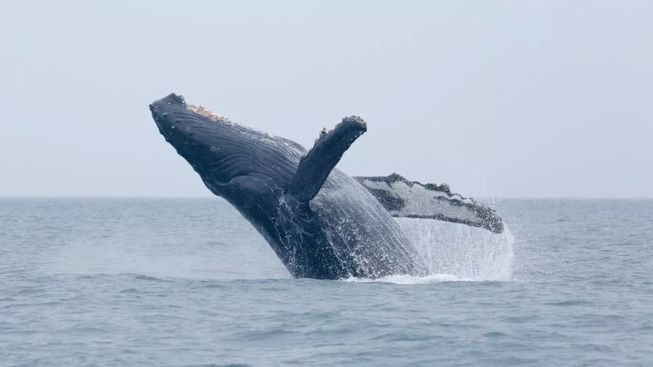 humpback whale breaching