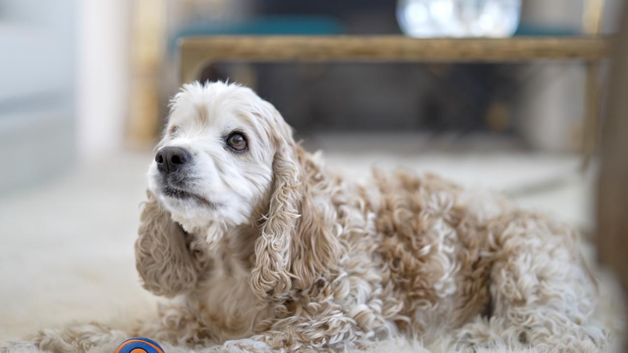 cocker spaniel laying on rug