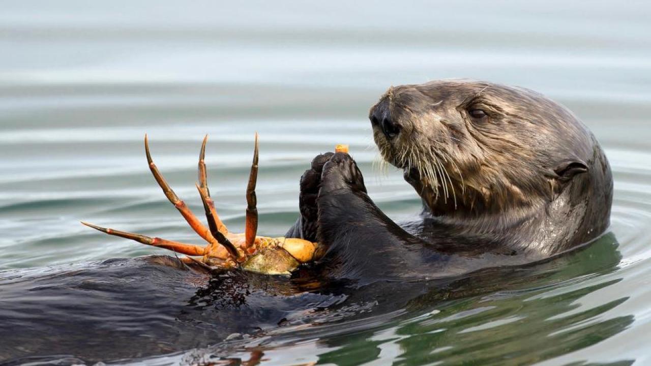 southern sea otter eating crab