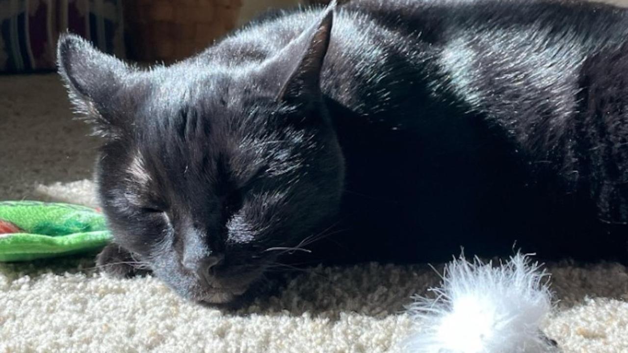 black cat laying on rug