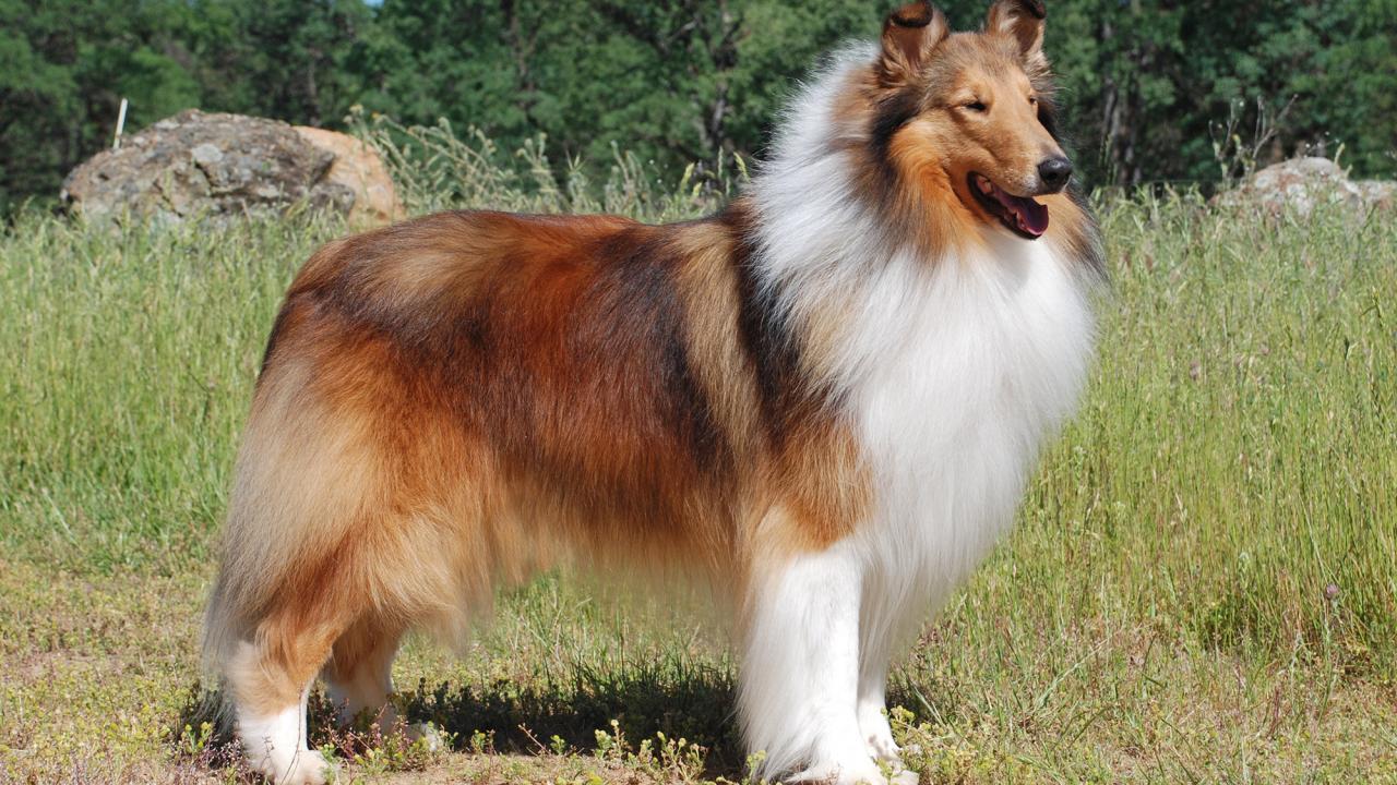 collie