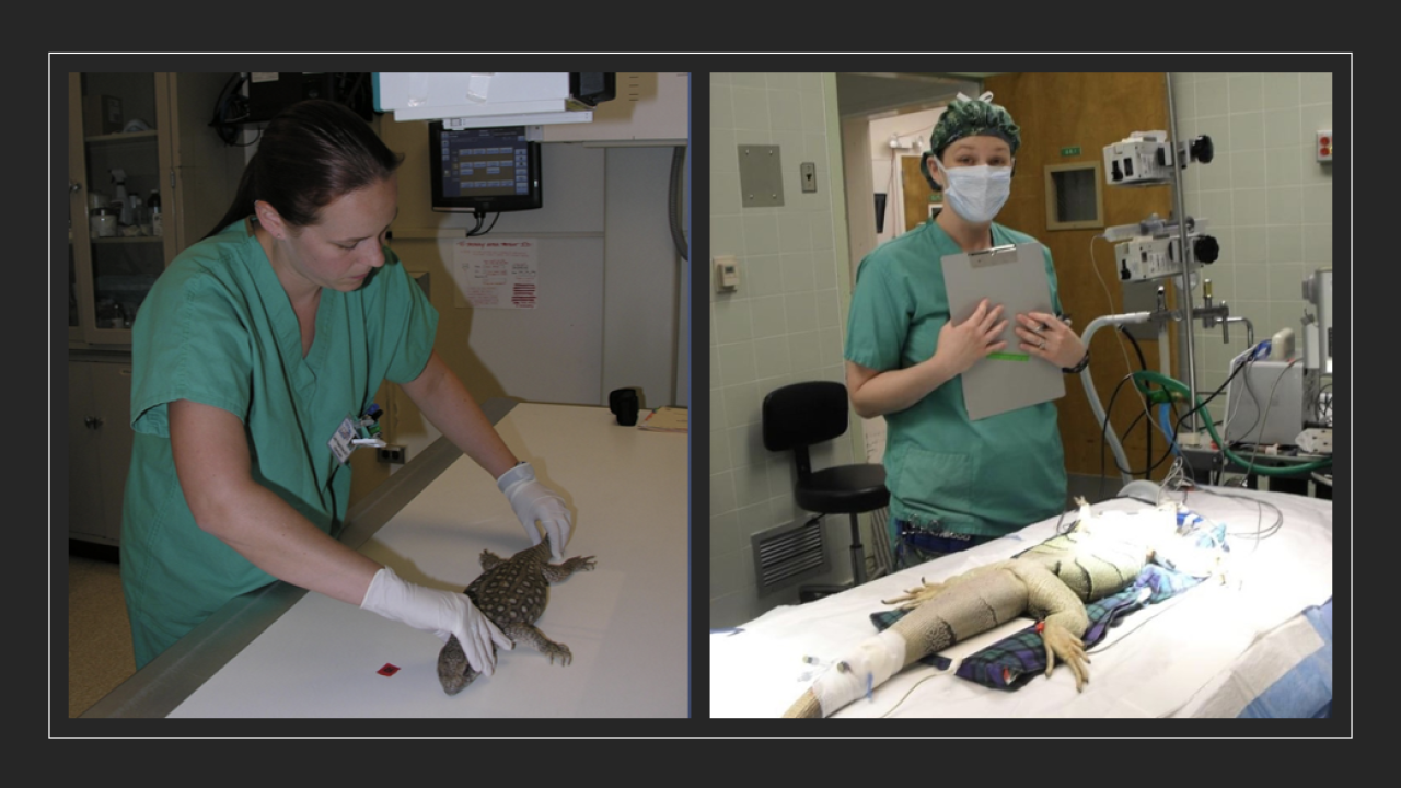 veterinary technician working with exotic pets