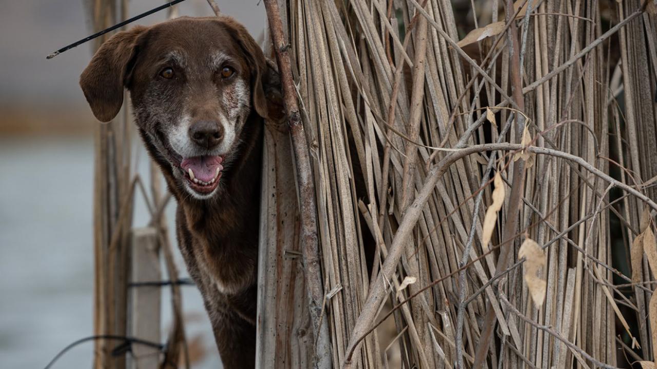 hunting dog in action