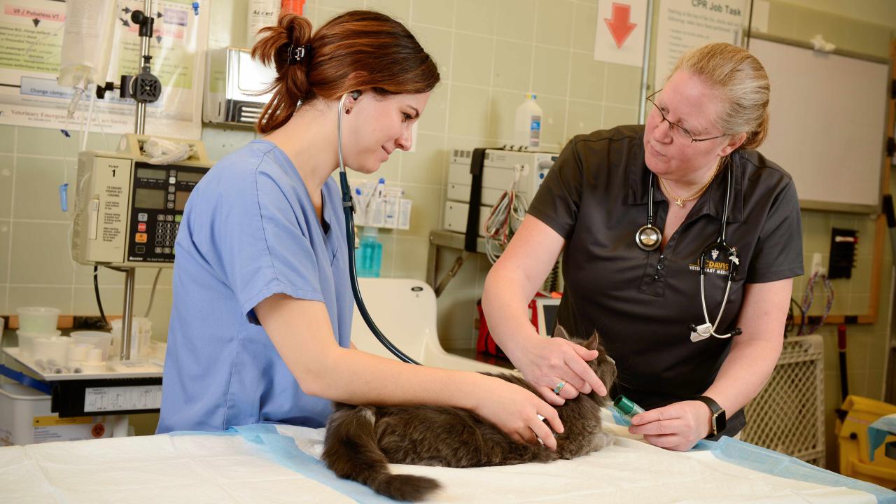 veterinarian and student examining a cat