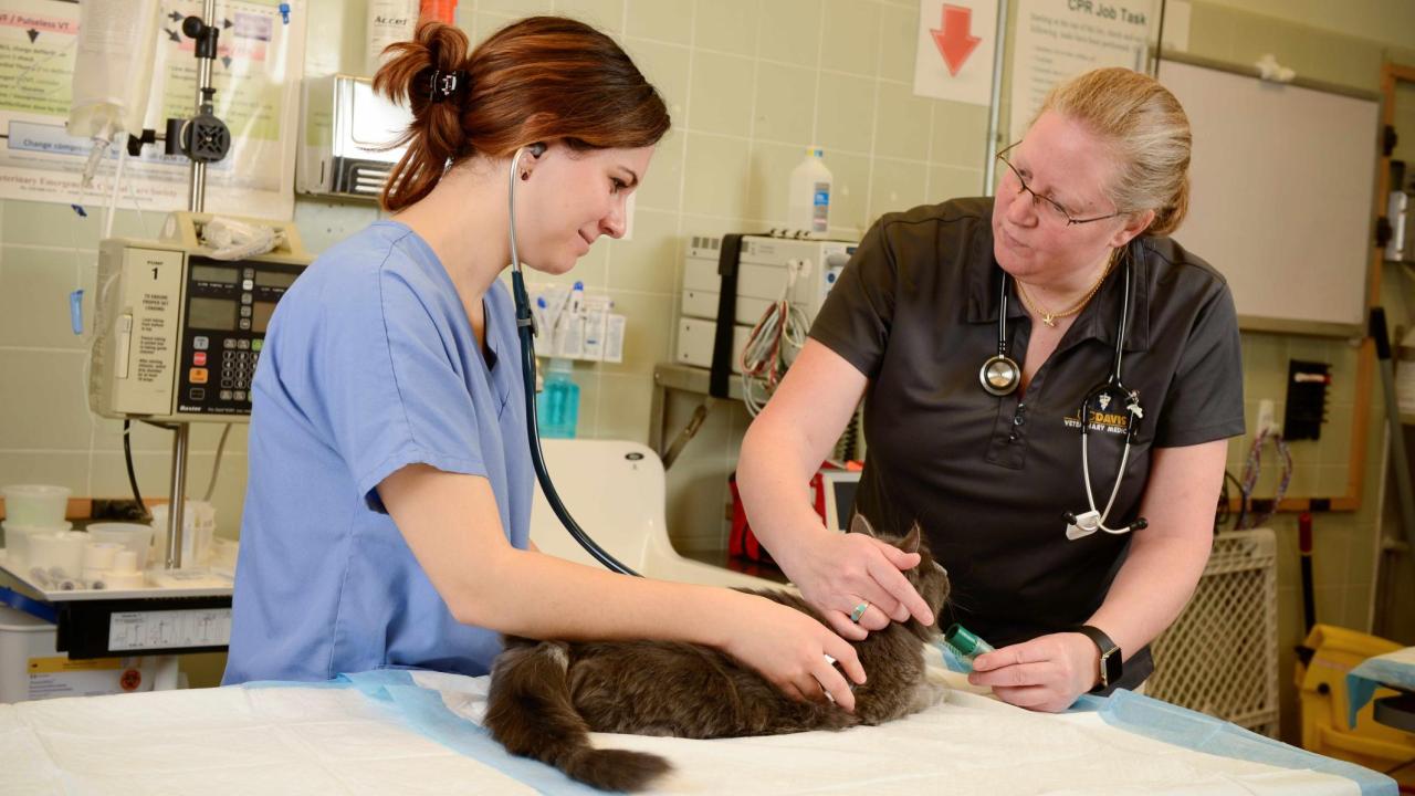 veterinarian and student examining a cat