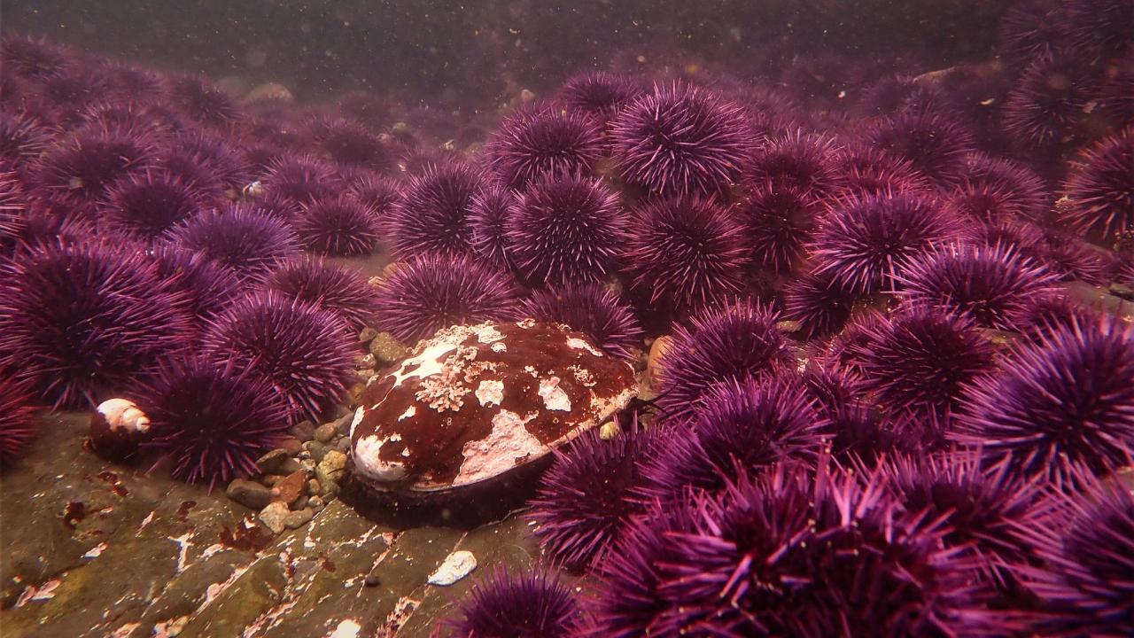 red abalone surrounded by sea urchins