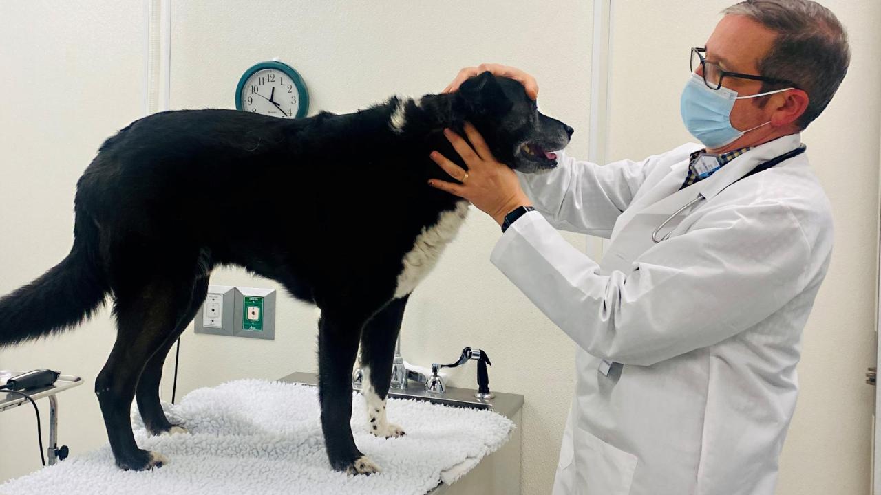 UC Davis veterinarian Dr. Michael Kent examining a dog