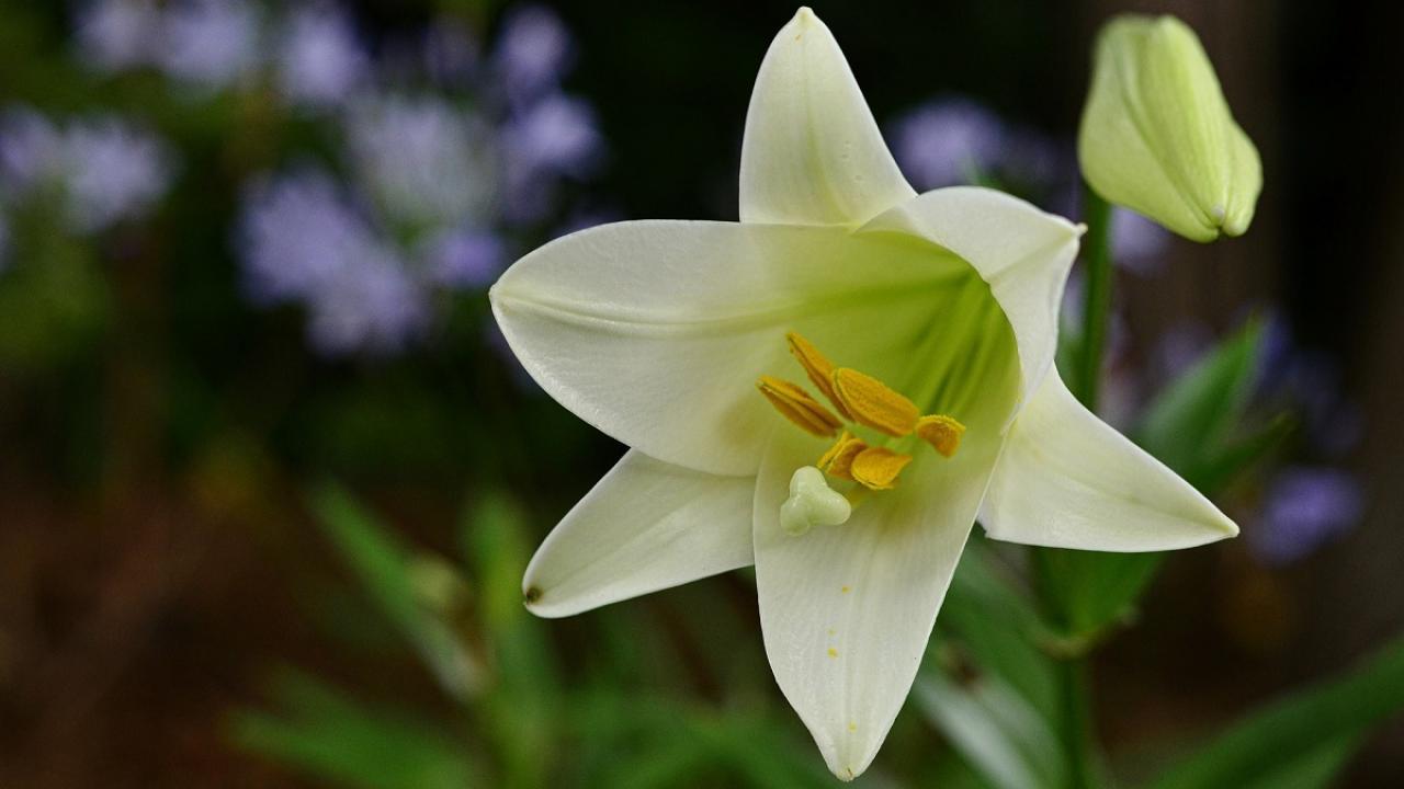 lily flower