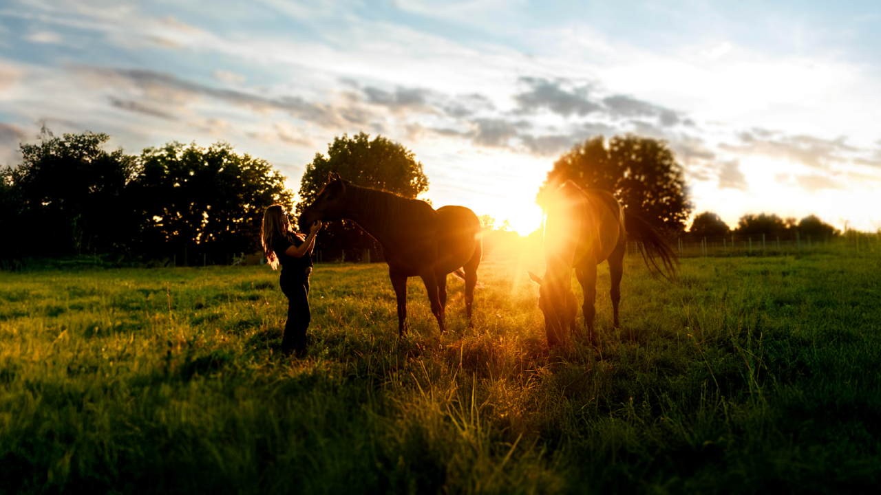 Photo of a woman standing in a field with two horses at sunset